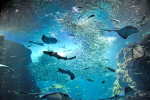新江ノ島水族館